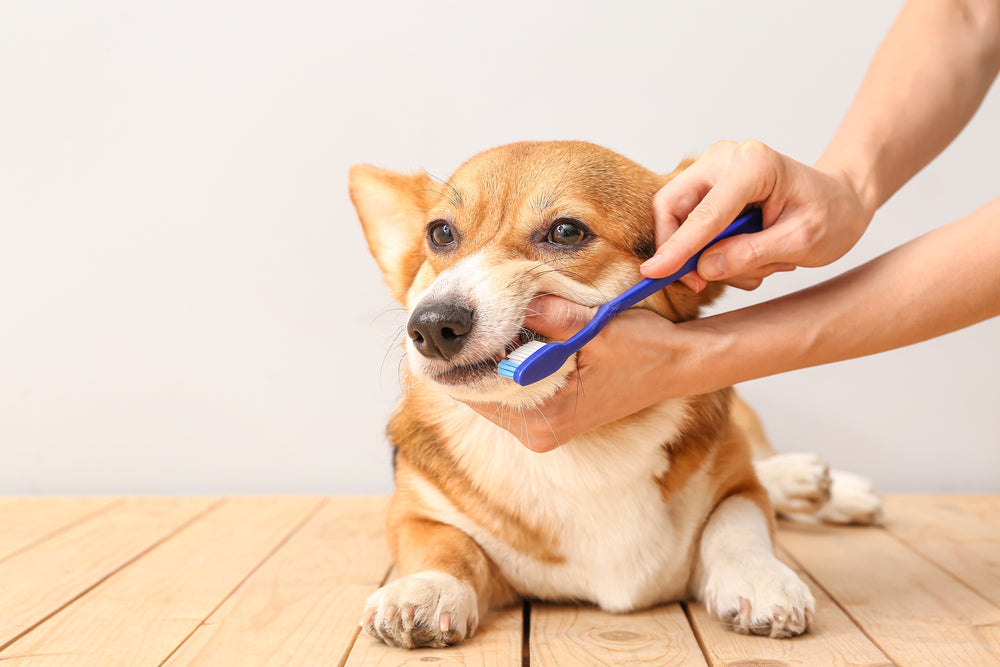 毎日の歯磨きで歯周病予防！大切な愛犬のためにオーラルケアの重要性をお伝えします！